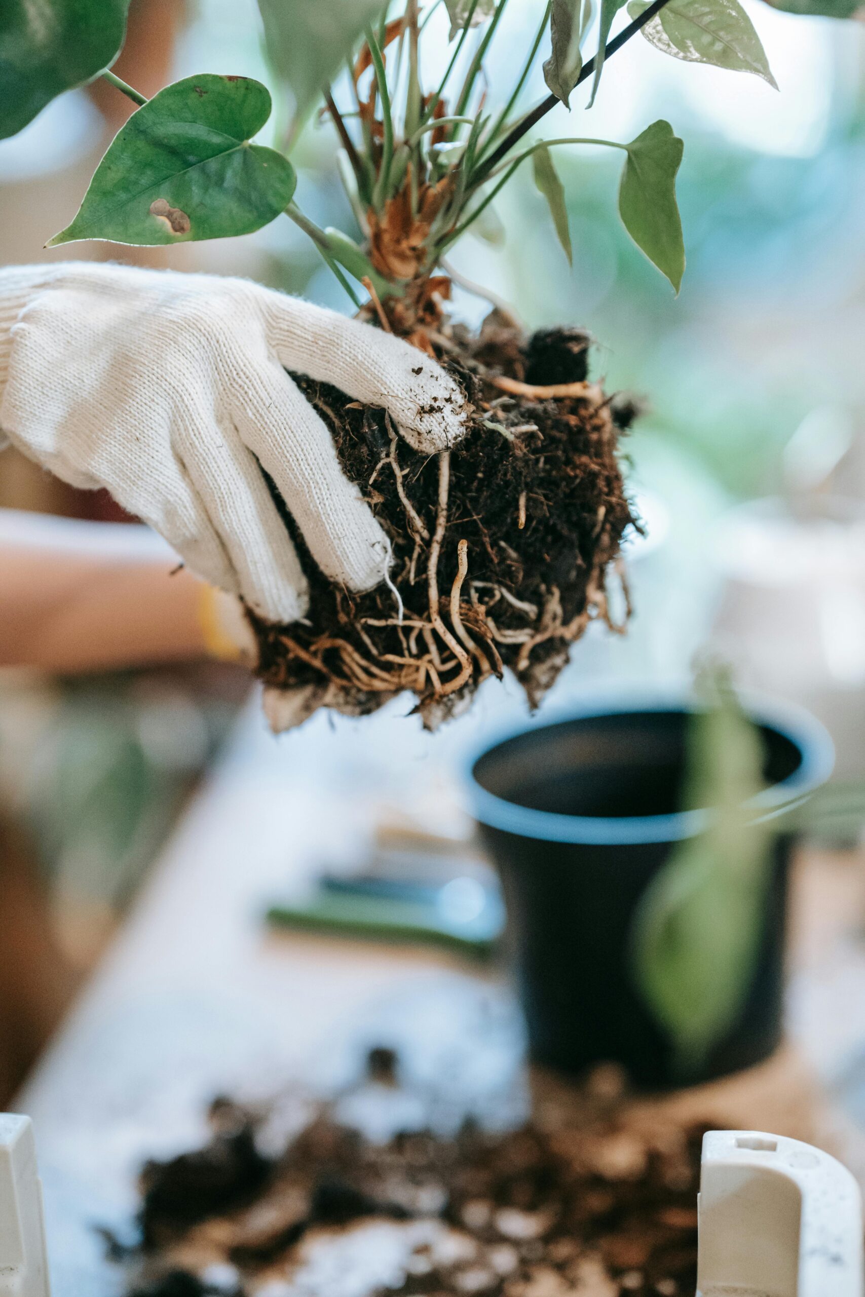 transplante del bonsai